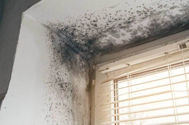 Affordable Black Mold Remediation solutions in Benson, NC