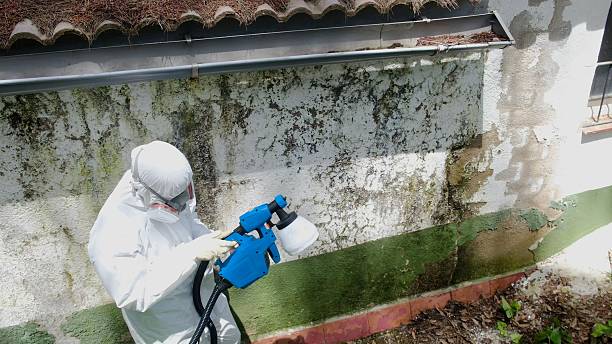Top rated local Black Mold Remediation specialists in Benson, NC